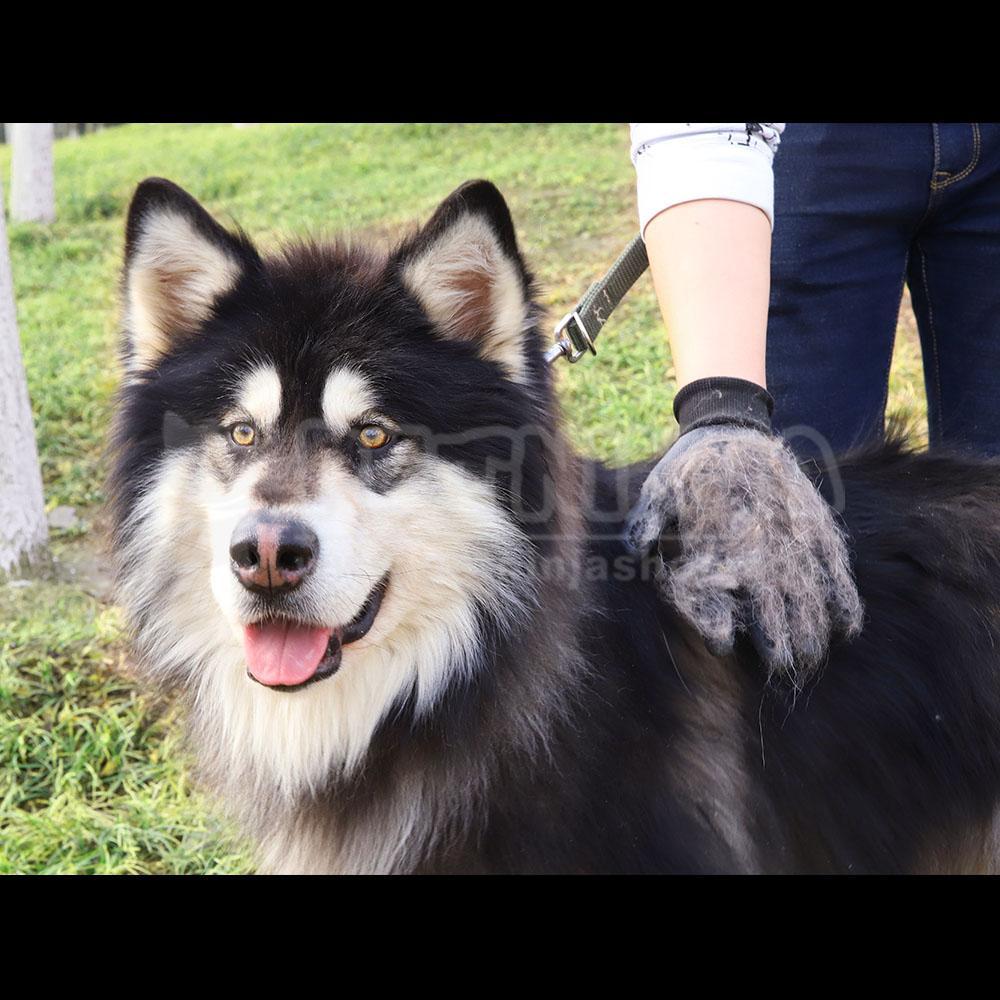Gants de Toilettage Massage pour des Chats, Chiens et Chevaux, Nettoyage Facile/Livraison Gratuite