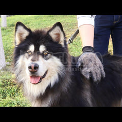 Gants de Toilettage Massage pour des Chats, Chiens et Chevaux, Nettoyage Facile/Livraison Gratuite